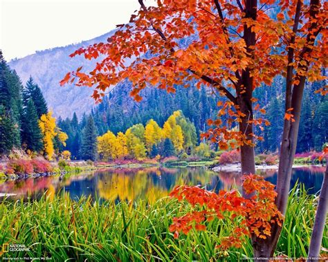 fall foliage desktop backgrounds|fall wallpaper 4k free.